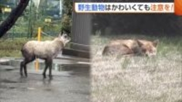 新潟・柏崎市の銀行に“カモシカ”！？県庁では“キツネ”がお昼寝　出没相次ぐ野生動物に注意を「かわいくても近づかない」