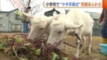小学校で“ヤギ”の卒業式！餌やりや散歩…ともに過ごした児童たちが笑顔で送り出す「また会いたい」新潟・長岡市