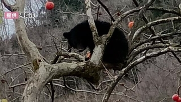 住宅敷地内の柿の木にクマが…緊急銃猟で駆除 新潟県長岡市で初実施 1週間前にも同じ柿の木で目撃情報