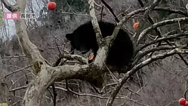 住宅敷地内の柿の木にクマが…緊急銃猟で駆除 新潟県長岡市で初実施 1週間前にも同じ柿の木で目撃情報