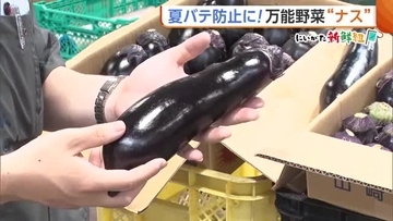 万能野菜“ナス”！栄養満点で夏バテ防止にもおすすめ「紫外線から守ってくれる」　選ぶ際のポイントは“ハリ”と“トゲ”　新潟