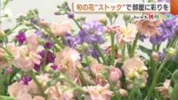 寒さ増す中…旬の花“ストック”で部屋に彩りを！長く楽しむコツは…温度とこまめな手入れ 新潟