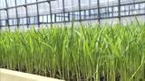 「田植えに向け“苗づくり”進むも…稲の苗にも値上げの波 コメ価格は先行き見通せず「コスト削減に努め生産者の手取り確保を」」の画像1