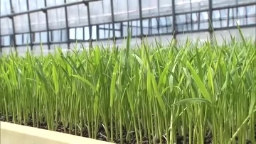 田植えに向け“苗づくり”進むも…稲の苗にも値上げの波 コメ価格は先行き見通せず「コスト削減に努め生産者の手取り確保を」