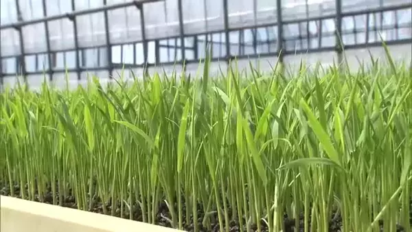 田植えに向け“苗づくり”進むも…稲の苗にも値上げの波 コメ価格は先行き見通せず「コスト削減に努め生産者の手取り確保を」