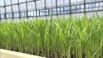 田植えに向け“苗づくり”進むも…稲の苗にも値上げの波 コメ価格は先行き見通せず「コスト削減に努め生産者の手取り確保を」