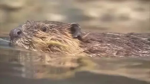 アメリカビーバーの姉妹2頭の命名式“ユキ”・“ツバキ” マリンピア日本海1500通の応募から決定「きれいに咲くユキツバキのように強くたくましく育って」新潟