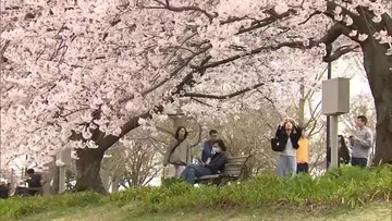 「きれいで心が癒される」新潟県内各地で早くも桜が満開迎える  公園は花見客でにぎわい　6日は気温上昇