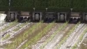 収穫はお盆ごろ！新潟・柏崎市で極早生品種“葉月みのり”の田植え始まる「おいしいお米届けたい」