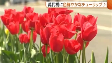 2万4000本のチューリップが新潟の春を彩る！“萬代橋チューリップフェスティバル”スタート「風に揺れてかわいらしい」