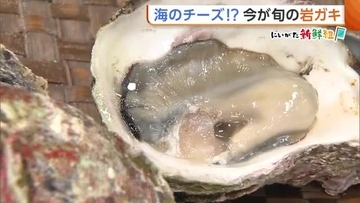 海のチーズ“天然岩ガキ”が旬！夏にしか味わえない貴重な海の幸「ぜひ生食で」　選び方には3つのポイント　新潟