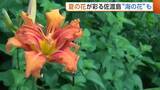「ヒマワリにヤブカンゾウ！夏の花が彩る新潟・佐渡島「自然豊かでとても素敵」　“海の花”いご草の収穫も最盛期に」の画像1