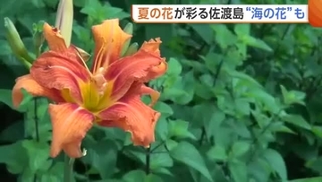 ヒマワリにヤブカンゾウ！夏の花が彩る新潟・佐渡島「自然豊かでとても素敵」　“海の花”いご草の収穫も最盛期に