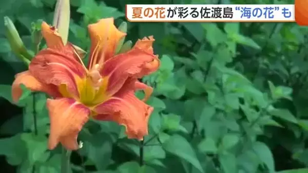 ヒマワリにヤブカンゾウ！夏の花が彩る新潟・佐渡島「自然豊かでとても素敵」　“海の花”いご草の収穫も最盛期に
