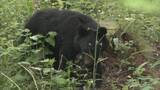 「冬眠明けのクマと人が遭遇しやすい春「クマも山菜食べに来る」　音を出す物の携帯・複数人での活動が重要に」の画像4