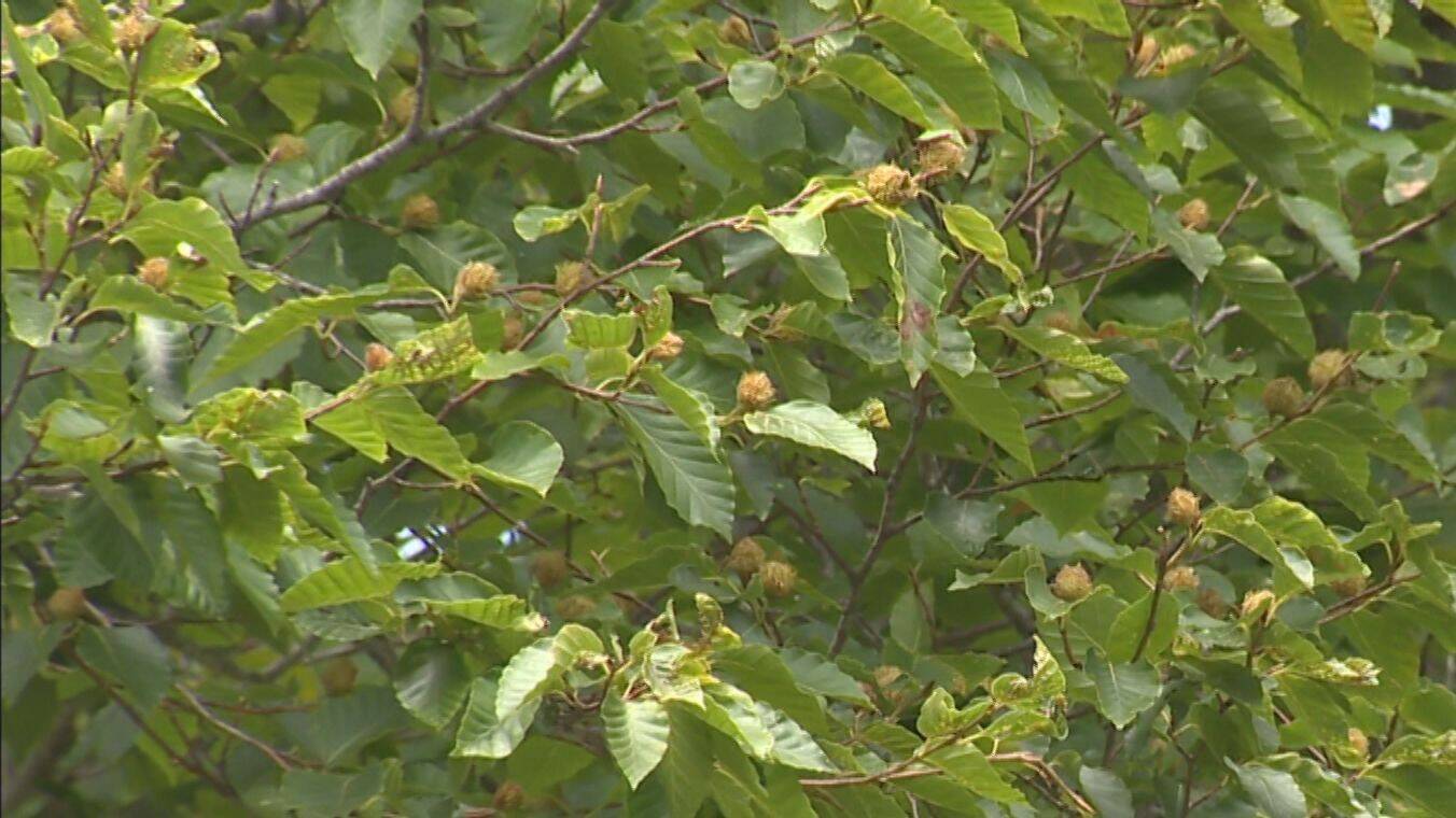 冬眠明けのクマと人が遭遇しやすい春「クマも山菜食べに来る」　音を出す物の携帯・複数人での活動が重要に