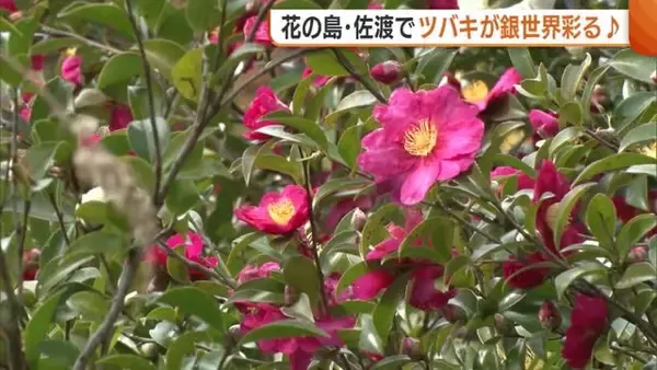 銀世界を鮮やかに彩る！花の島・佐渡で“椿”が満開に 厳しい寒さの中力強く咲き誇る