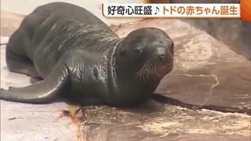 好奇心旺盛なトドの赤ちゃん誕生！生後4日で初の水中ダイブも披露「成長していく様子を観察して」新潟市・マリンピア日本海