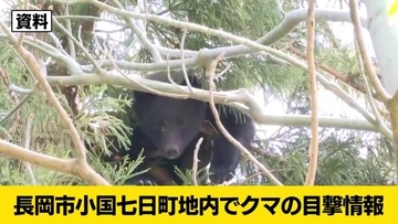 深夜の国道をクマが横切る　ドライバーが警察に通報【新潟・長岡市】