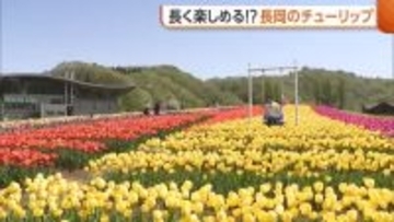 130品種16万本！国営越後丘陵公園の“チューリップ”見頃に「カラフルなチューリップで春の訪れ感じて」新潟・長岡市