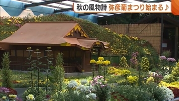 境内彩る約3000鉢の菊！秋の風物詩『弥彦菊まつり』にぎわう「立派な菊で見応えある」新潟