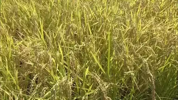 コメの食味ランキング発表！猛暑に苦労も…新潟・魚沼地区8年連続で“特A”獲得 県内ほかの地域もA評価維持