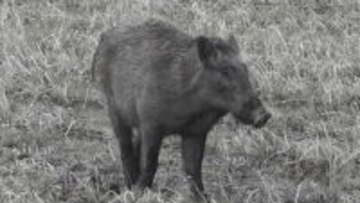 「イノシシが…」新潟市江南区と秋葉区でイノシシの目撃相次ぐ　車6台にぶつかり50代男性が衝突され軽傷