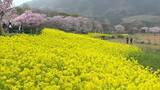 「桜と菜の花の競演♪今だけの春の景色を楽しむ「こんなにきれいだと思っていなかった」新潟市西蒲区」の画像1