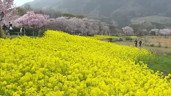 桜と菜の花の競演♪今だけの春の景色を楽しむ「こんなにきれいだと思っていなかった」新潟市西蒲区
