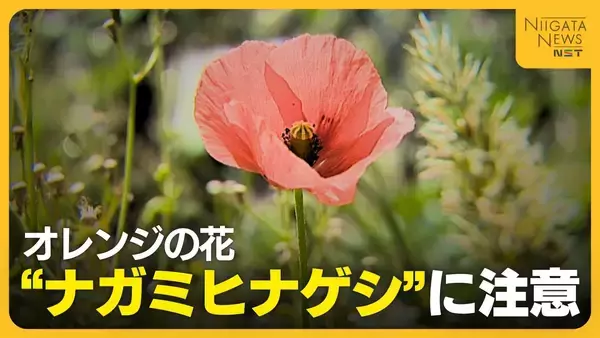 新潟市中心部の道端にも…“ナガミヒナゲシ”素手で触るとかぶれる恐れ　駆除の際も注意が必要「種こぼさないで」