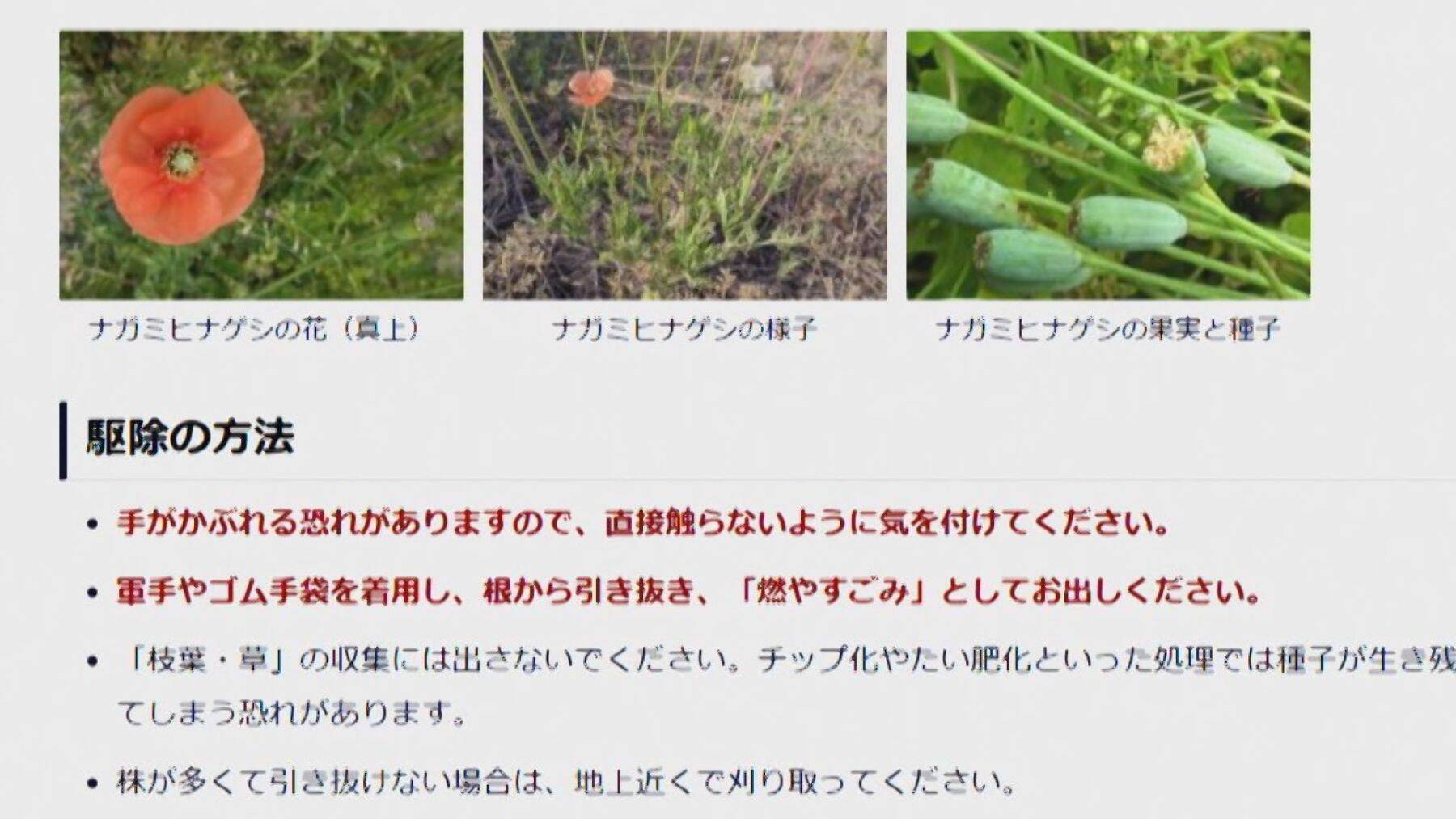 新潟市中心部の道端にも…“ナガミヒナゲシ”素手で触るとかぶれる恐れ　駆除の際も注意が必要「種こぼさないで」