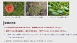 「新潟市中心部の道端にも…“ナガミヒナゲシ”素手で触るとかぶれる恐れ　駆除の際も注意が必要「種こぼさないで」」の画像3