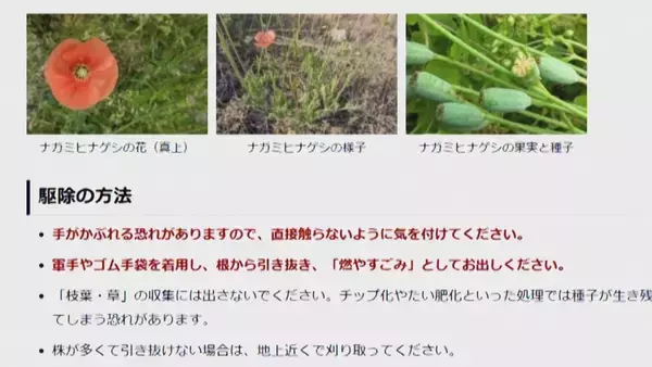 「新潟市中心部の道端にも…“ナガミヒナゲシ”素手で触るとかぶれる恐れ　駆除の際も注意が必要「種こぼさないで」」の画像