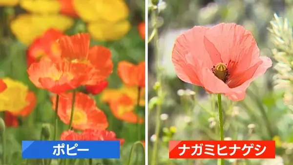 「新潟市中心部の道端にも…“ナガミヒナゲシ”素手で触るとかぶれる恐れ　駆除の際も注意が必要「種こぼさないで」」の画像