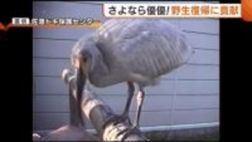 国内初の人工ふ化で誕生したトキ・優優が死ぬ 野生復帰に大きく貢献した優優へ「心から感謝」新潟・佐渡市