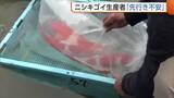 「【中東情勢】初セリ迎えるも…“ニシキゴイ”生産者「先行き不安」 空輸コストの上昇や飼料の値上げ懸念」の画像1