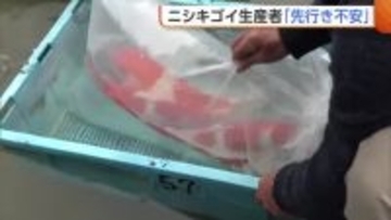 【中東情勢】初セリ迎えるも…“ニシキゴイ”生産者「先行き不安」 空輸コストの上昇や飼料の値上げ懸念