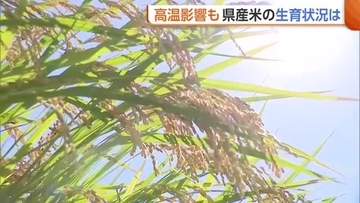 “新潟県産米”高温による収量・品質の低下懸念…管理徹底を呼びかけ「健全な状態保つことが大事」
