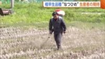 極早生品種『なつひめ』に期待！新潟県開発の“暑さに強いコメ”　田植えに向け準備開始「良い結果得られれば」