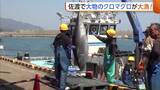 「連日大漁！150kg前後の“大物クロマグロ”約80本水揚げ「うれしい悲鳴」新潟・佐渡市」の画像1
