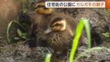 「仲良く毛繕い♪住宅街の公園にカルガモの親子「まさかいるとは」　周囲にはヒナ狙うカラスの姿も…「手を出さずに見守って」新潟・三条市」の画像1
