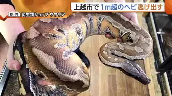 新潟・上越市のホームセンターから1ｍ超の“ヘビ”逃げ出す　毒はないものの噛みつく恐れ　発見した場合は近づかず警察に通報を