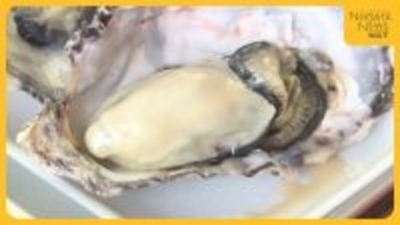 不漁続く佐渡・加茂湖の“牡蠣”　温暖化影響に手の打ちようなく…水揚げは平年の6割ほどに留まる見込み「今後廃れてしまうのでは」