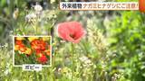 「「ポピーでは？」外来植物“ナガミヒナゲシ”に注意！素手で触るとかぶれる恐れ　専門家「駆除の際は種こぼさないで」」の画像1