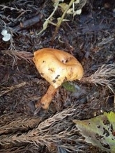 新潟県で今年初“毒きのこ”による食中毒発生　ドクササコを食べた家族4人が手足の指の痛み訴え 県「注意報」発令