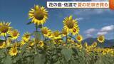 「【佐渡】花の島で“夏の花”咲き誇る！海とのコントラストが美しいヒマワリ「佐渡ならではの景色」新潟」の画像1