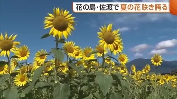 【佐渡】花の島で“夏の花”咲き誇る！海とのコントラストが美しいヒマワリ「佐渡ならではの景色」新潟