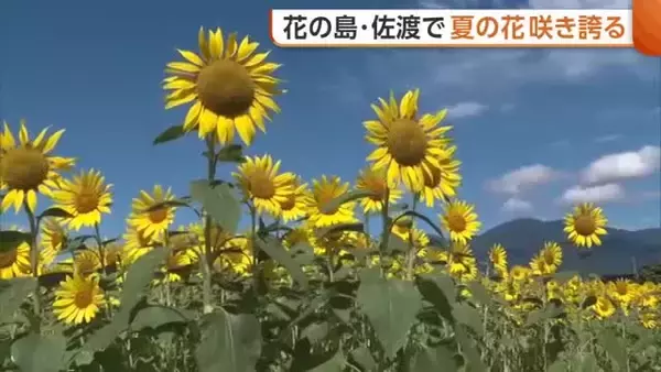 【佐渡】花の島で“夏の花”咲き誇る！海とのコントラストが美しいヒマワリ「佐渡ならではの景色」新潟