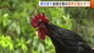 コケコッコ～！風強く気温も低かったことで４日は長鳴き鶏の美声続かず・・・【新潟】