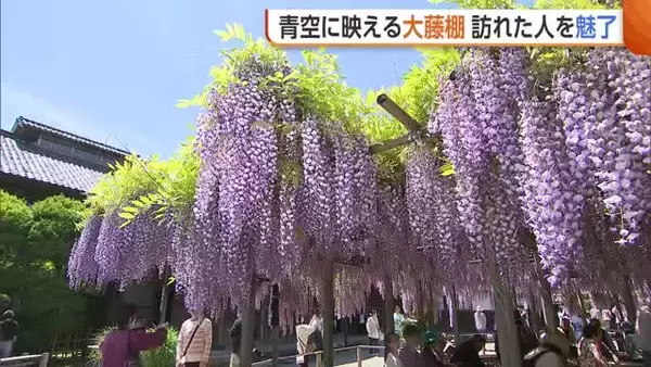 青空に映える大藤棚！樹齢170年超の“藤の花”が人々魅了「見たことがない風景」　新潟・北方文化博物館